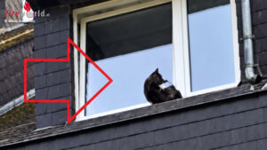 Ybbsitz_Katzenrettung Nö: Katzenrettung in Ybbsitz: Feuerwehr befreit in Fenster eingeklemmtes Tier